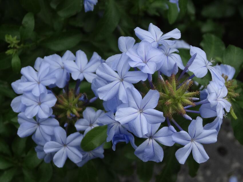 越胖越有錢花，越瘦越是窮苦的生肖